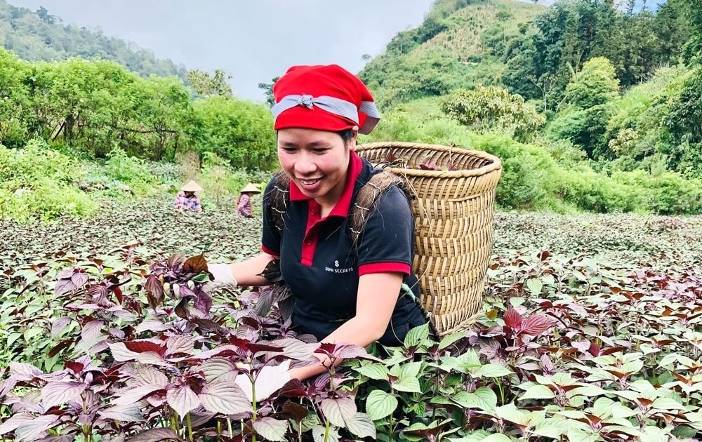 Từ ngày có cây tía tô, đời sống của bà con vùng cao xã Tả Phìn đã khấm khá hơn trước rất nhiều.