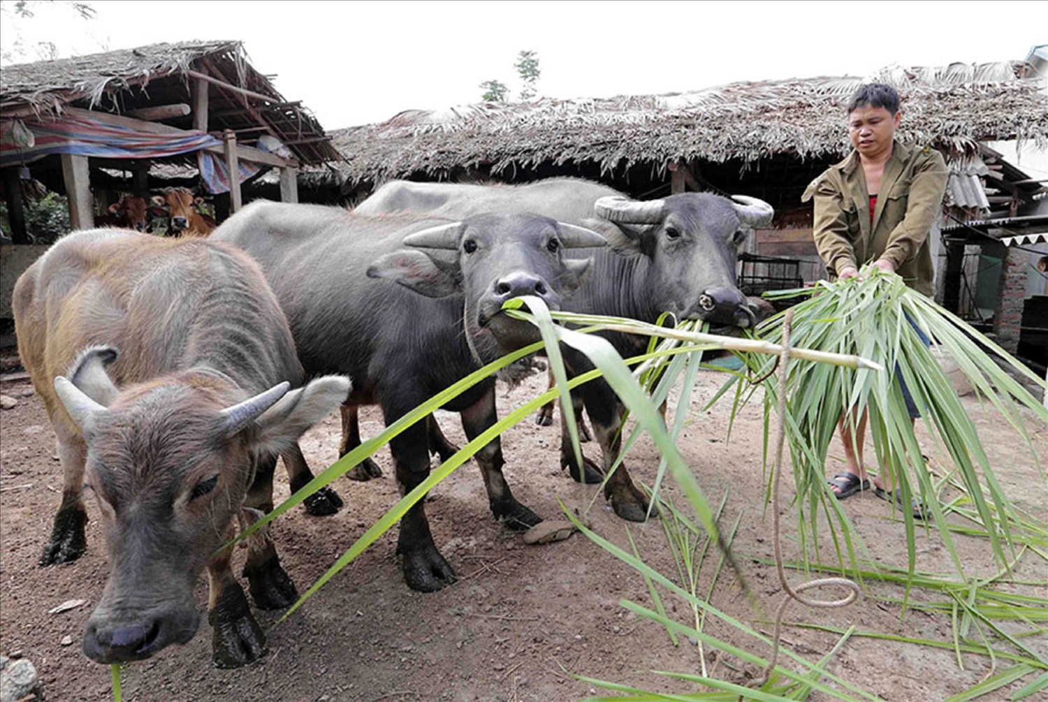 (BCĐ - TT vận động nhân dân) Không để ai bỏ lại phía sau: “Trao cần câu hay trao cá”? (Bài 2) 2
