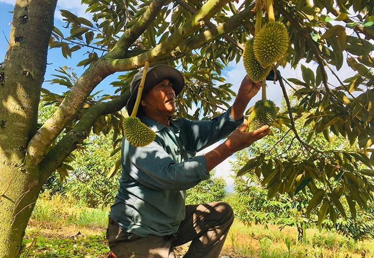 Anh Ma Đuông chăm sóc vườn sầu riêng của gia đình. Ảnh: Văn Thùy Anh Ma Đuông chăm sóc vườn sầu riêng của gia đình. Ảnh: Văn Thùy