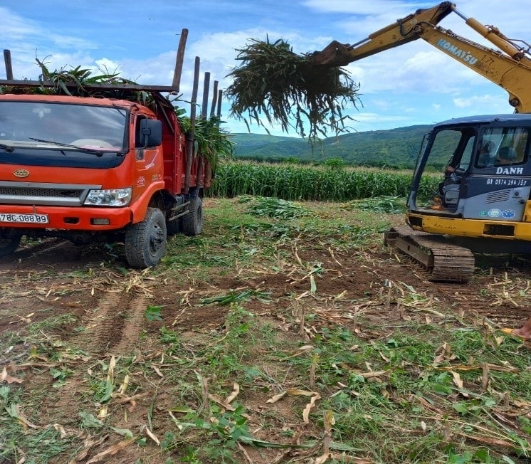 Một số hoạt động trong quá trình thu hoạch ngô sinh khối. Ảnh: Khuyến nông Phú Yên Một số hoạt động trong quá trình thu hoạch ngô sinh khối. Ảnh: Khuyến nông Phú Yên