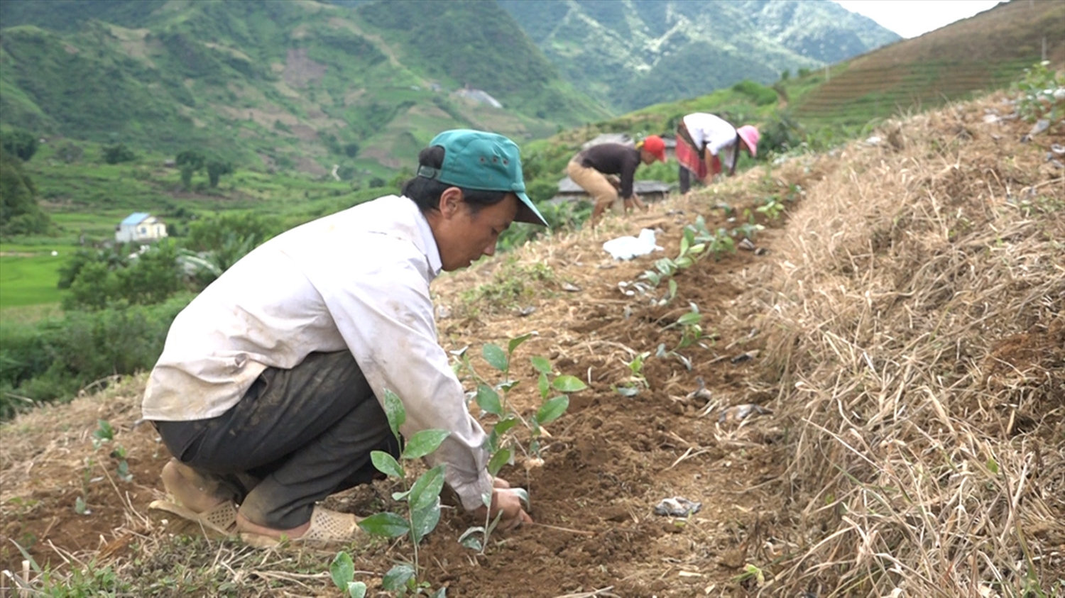 Bà con nông dân chuyển đổi cây trồng kém hiệu quả sang trồng cây chè