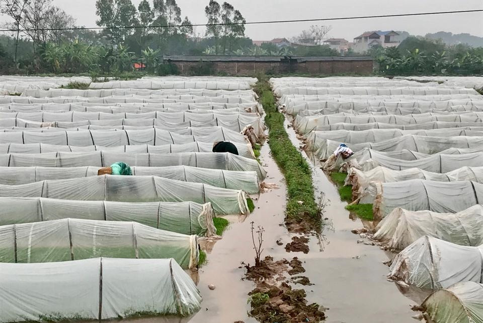 Nông dân xã Vạn Kim (huyện Mỹ Đức) chăm sóc mạ Xuân. Ảnh: Ánh Ngọc Nông dân xã Vạn Kim (huyện Mỹ Đức) chăm sóc mạ Xuân. Ảnh: Ánh Ngọc