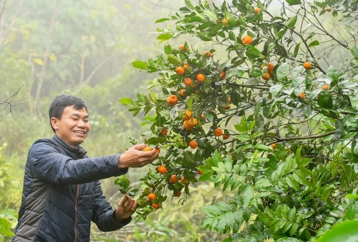Người dân thu hoạch quả quýt hôi. Người dân thu hoạch quả quýt hôi.