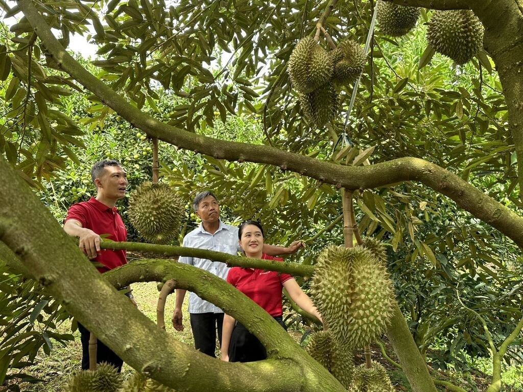 Người dân miền núi Phú Yên bắt đầu sản xuất nông nghiệp theo chuỗi