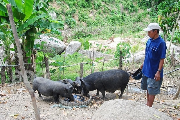 Mô hình nuôi heo đen đã góp phần giúp người dân có cơ hội phát triển kinh tế.