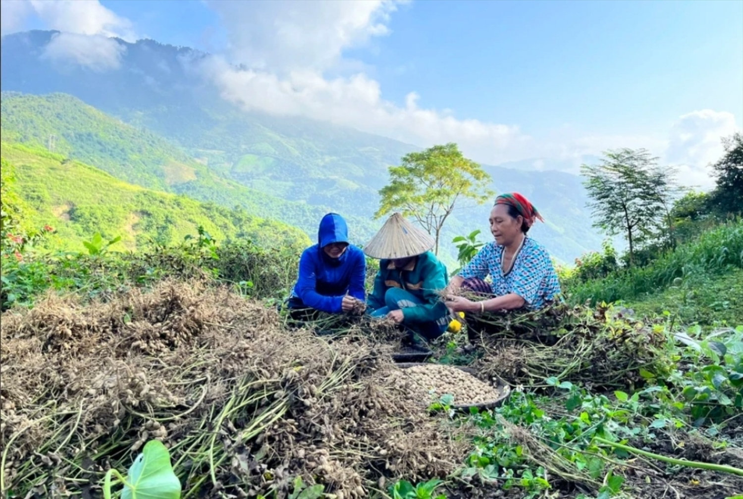 Những mùa lạc nở hoa trên đỉnh Trường Sơn