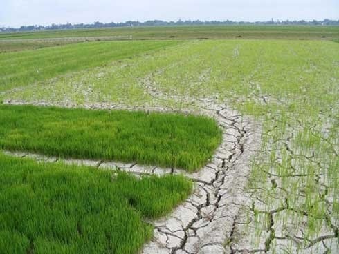 Dự báo xâm nhập mặn đến sớm và gay gắt hơn mọi năm ở Đồng bằng sông Cửu Long. Ảnh minh họa