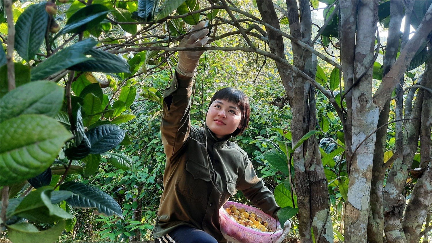 Người dân phấn khởi với sản lượng thu hoạch trà hoa vàng năm nay