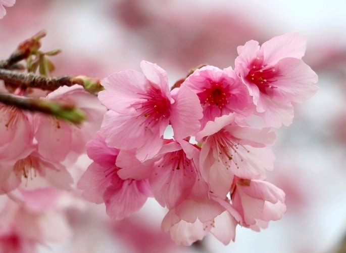 Vẻ đẹp rực rỡ của hoa anh đào.