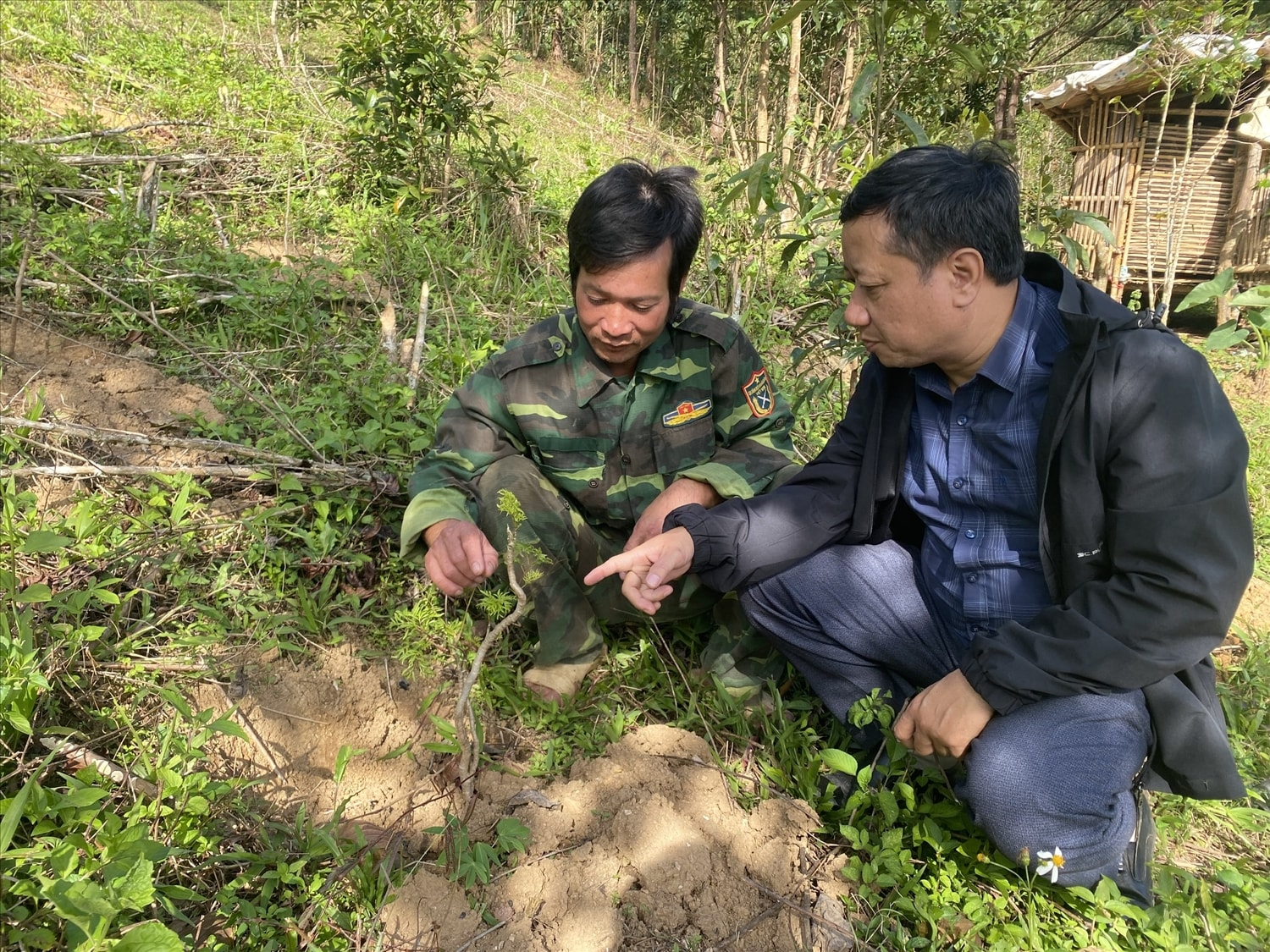 Hỗ trợ giống cây đinh lăng cho các hộ đồng bào DTTS ở xã Đăk Man