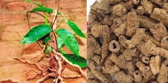 (Tổng hợp) Công dụng chữa bệnh của cây ba kích 2