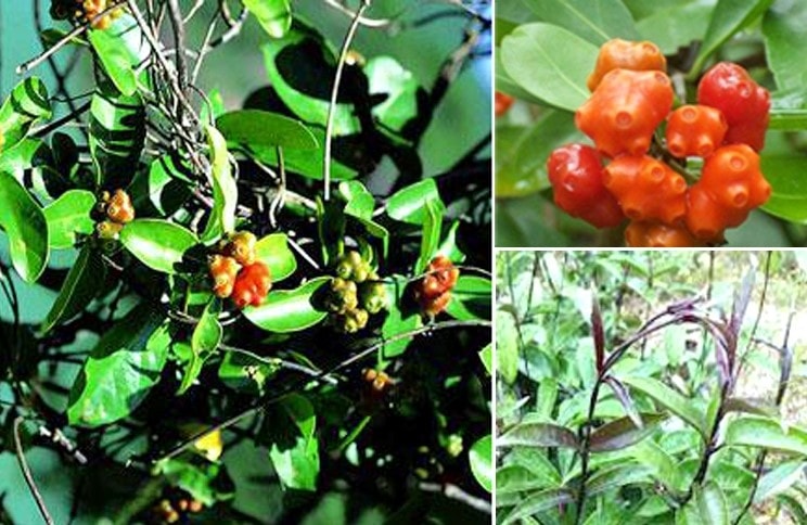Cây ba kích có công hiệu ấm thận dương, khỏe gân cốt, chống viêm, giảm đau, trừ thấp... 