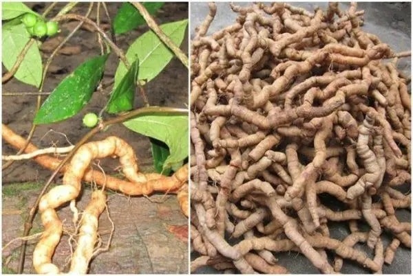 (Tổng hợp) Công dụng chữa bệnh của cây ba kích 5