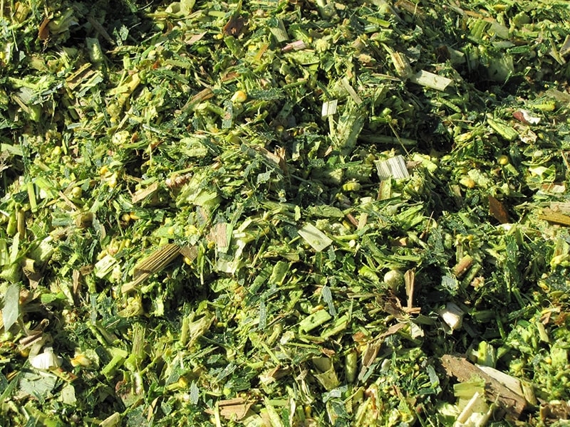 (Tổng hợp) Phương pháp ủ chua thức ăn cho gia súc mùa Đông 3