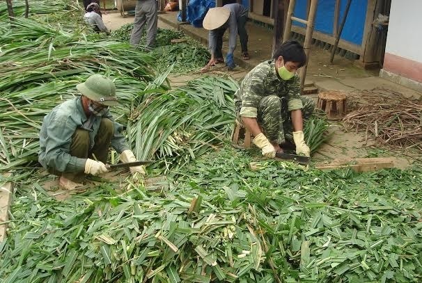 (Tổng hợp) Phương pháp ủ chua thức ăn cho gia súc mùa Đông 1