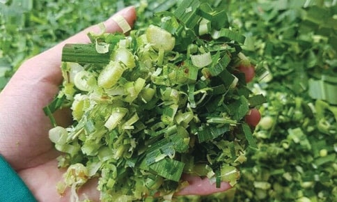 (Tổng hợp) Phương pháp ủ chua thức ăn cho gia súc mùa Đông