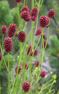 (Tổng hợp) Bài thuốc chữa bệnh từ cây địa du 1