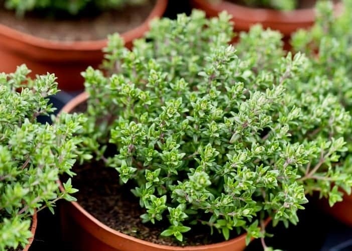Cỏ xạ hương là một loại thảo mộc được sử dụng rộng rãi trong ẩm thực, dược liệu và trang trí.