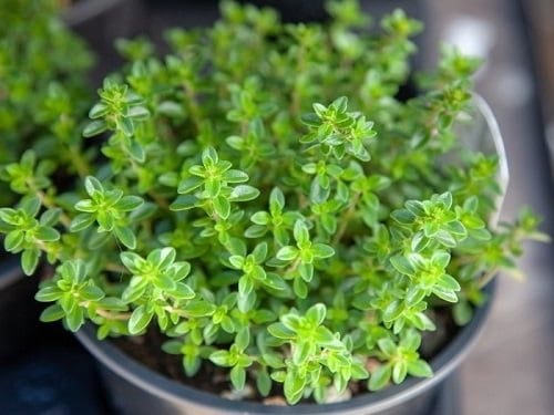 (Tổng hợp) Cách trồng và chăm sóc cây cỏ xạ hương 3