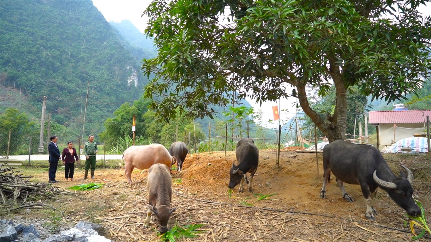 Nhờ nguồn vốn NHCSXH, gia đình bà Phùng Thị Vằn ở thôn Tân Hoa, xã Bình An, huyện Lâm Bình đã vươn lên thoát nghèo