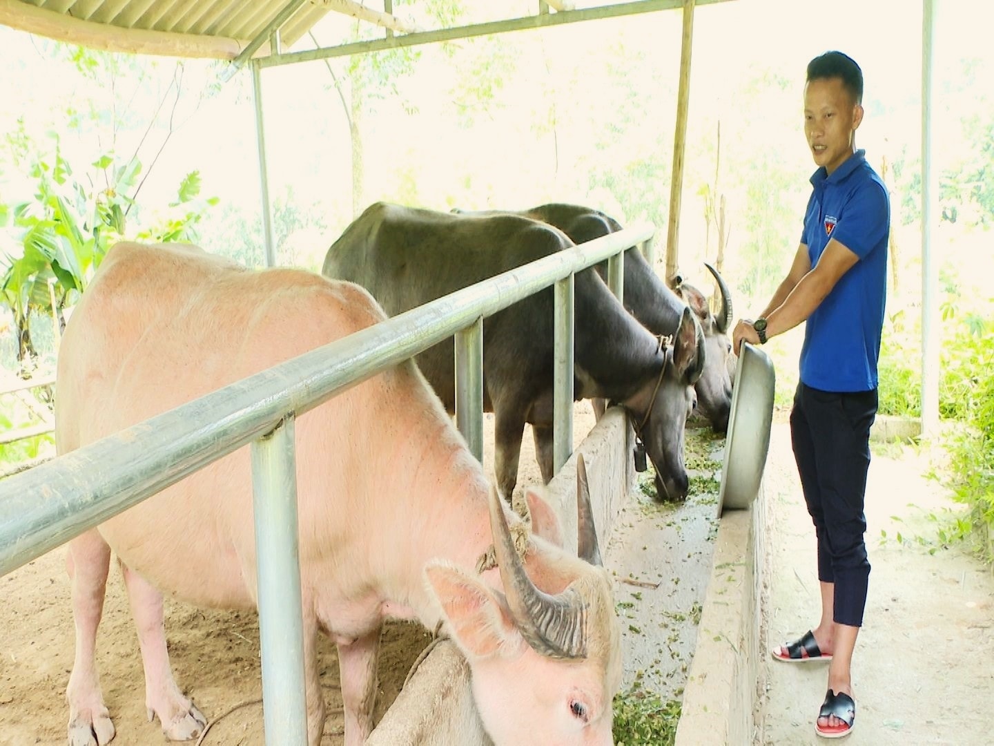 Tín dụng chính sách đang là lực đẩy giúp người dân ở huyện Lâm Bình từng bước thoát nghèo bền vững