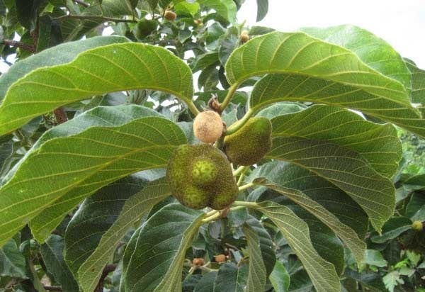 (Tổng hợp) Hướng dẫn cách trồng và chăm sóc cây chay cho năng suất cao 3