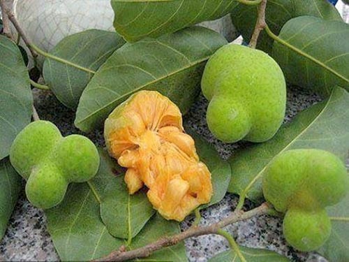 Cây chay mang lại nhiều giá trị về kinh tế, thực phẩm, cũng như làm nguyên liệu được dùng trong đông y để chữa nhiều loại bệnh cho con người