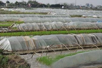 Chú ý kiểm tra nilon khi bị hở, bị gió bật tung nilon