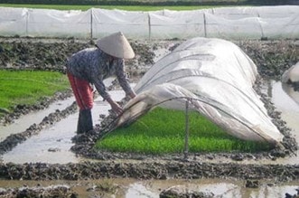 Phòng chống rét cho mạ vụ Đông Xuân