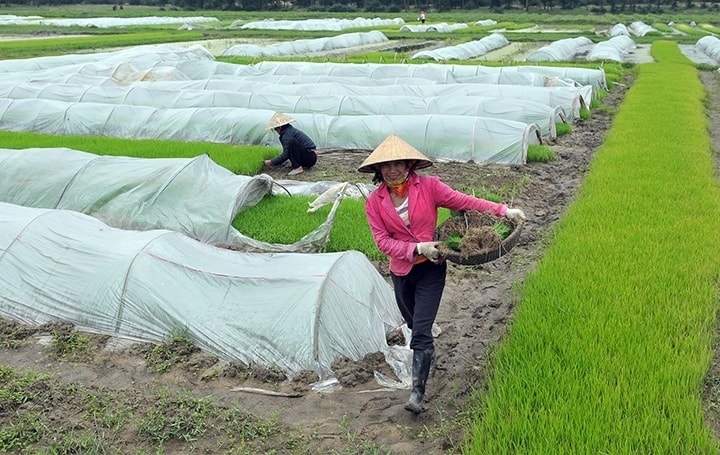 Phòng chống rét cho mạ vụ Đông Xuân 2