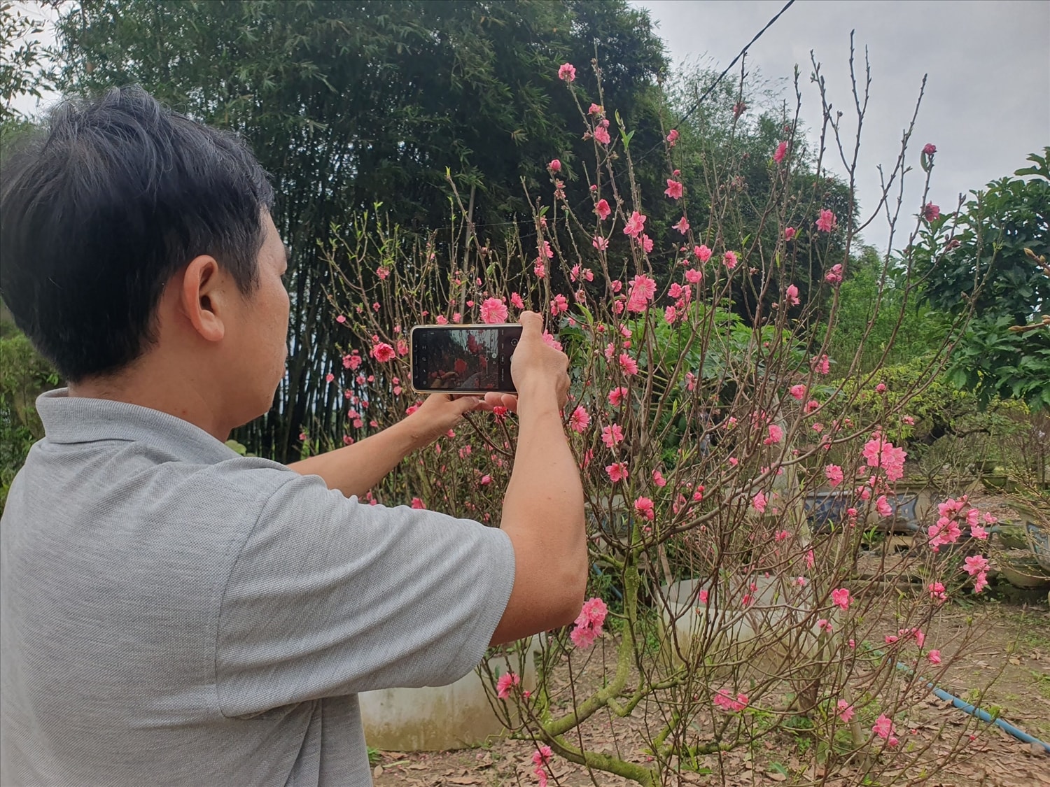 Theo lãnh đạo UBND huyện Tây Sơn, năm 2023, huyện đã công nhận sản phẩm đào Nhật Tân của ông Phạm Văn Tạo là sản phẩm OCOP hạng 3 sao. Để tạo điều kiện cho ông Tạo mở rộng diện tích, phát triển vùng đào ở Tây Vinh, thời gian tới huyện sẽ hỗ trợ về kỹ thuật, kinh phí, quảng bá cho sản phẩm, tạo điểm nhấn hút khách du lịch
