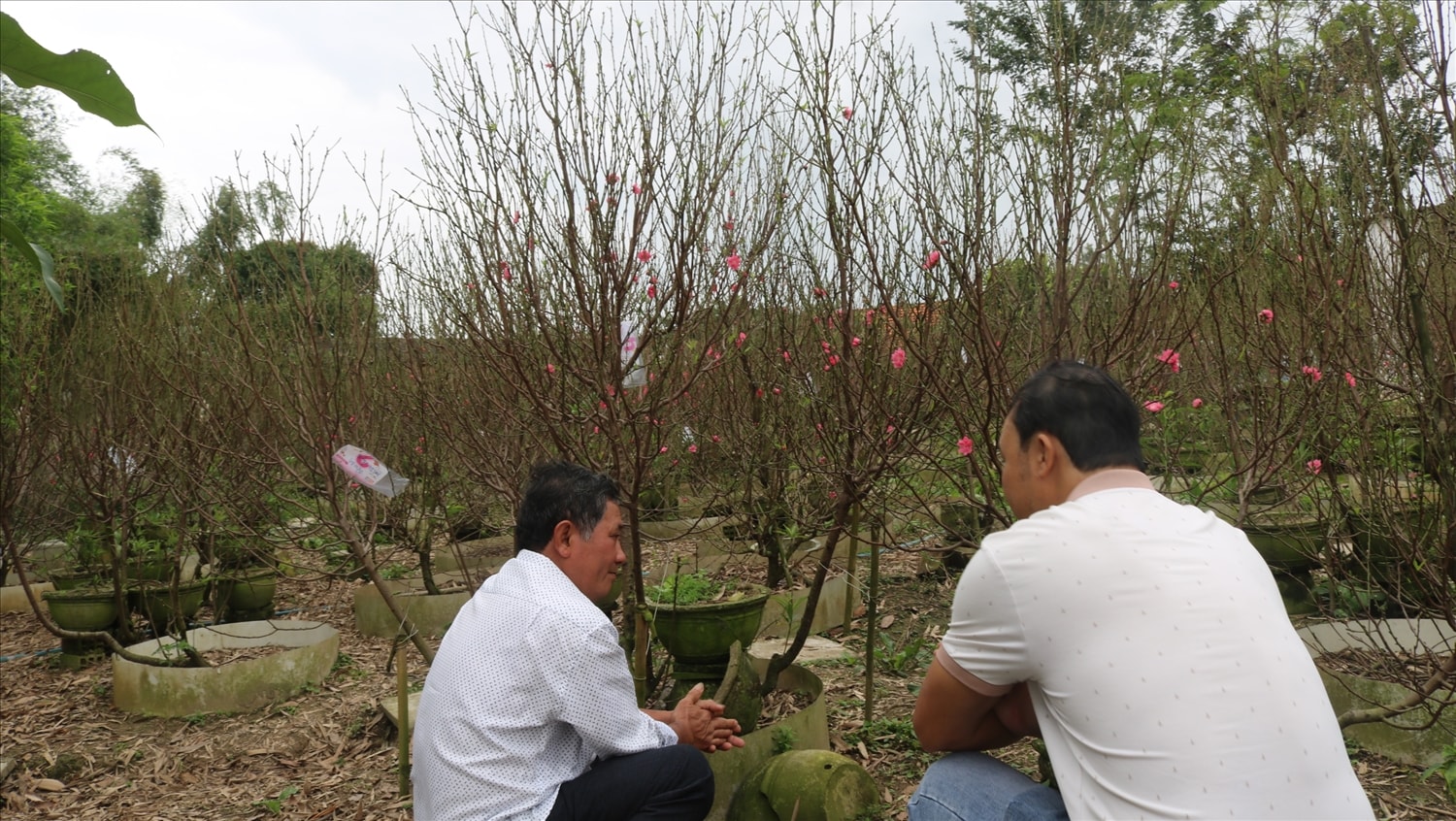 Theo ông Tạo, trồng đào trên vùng đất nóng như ở Tây Sơn đã khó, nhưng việc canh làm sao để chuẩn thời gian xuống lá, hãm nụ để đào nở đúng dịp Tết Nguyên đán lại càng khó hơn