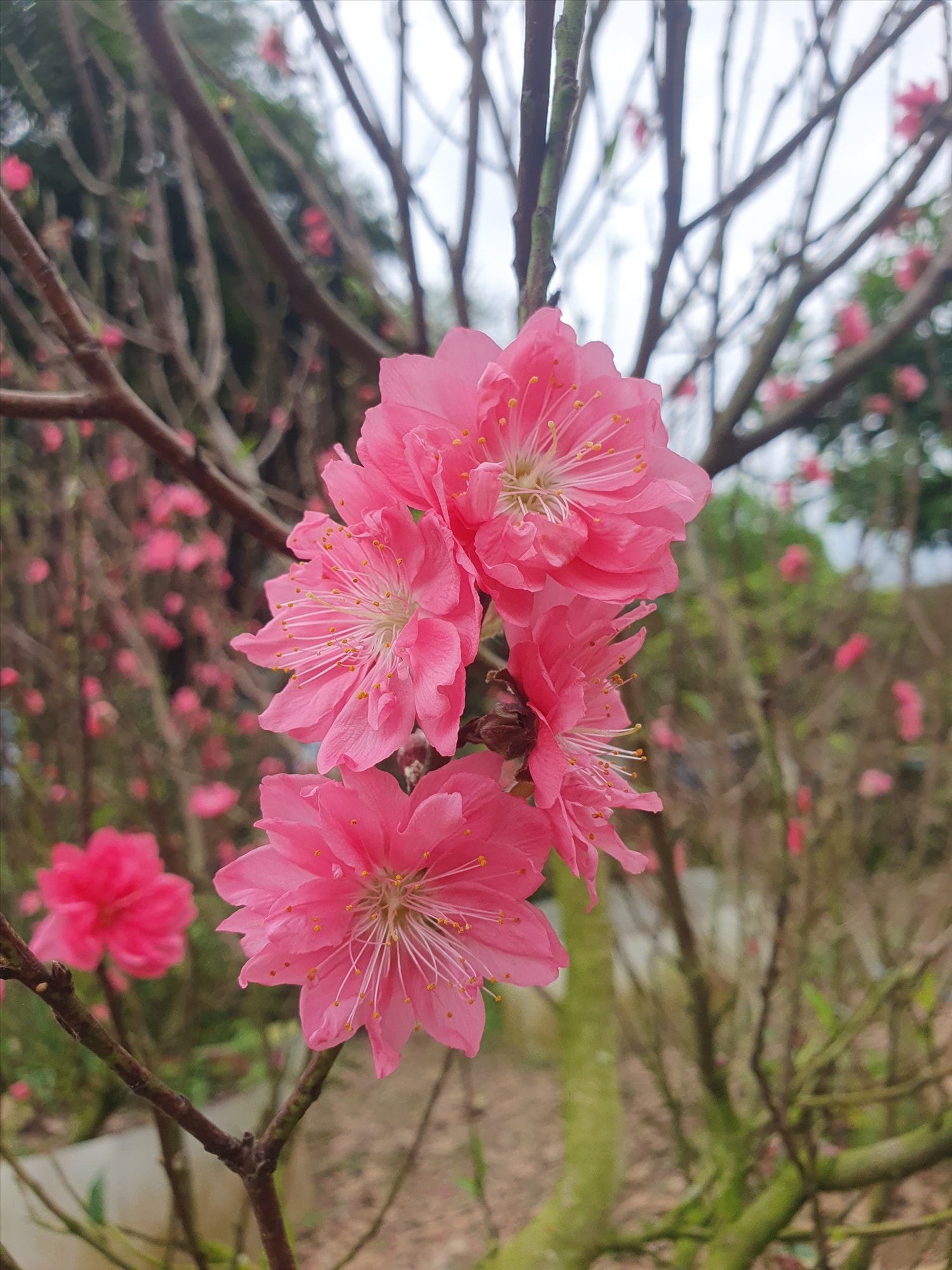 Thời gian đầu, gia đình ông chỉ tặng cho bà con mỗi nhà một nhánh chưng Tết, sau này đào nhiều lên và ông bắt đầu bán cho khách có nhu cầu