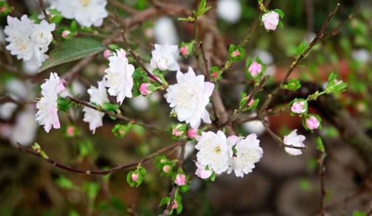 Cách trồng lại và chăm sóc cây nhất chi mai sau Tết. Ảnh minh họa
