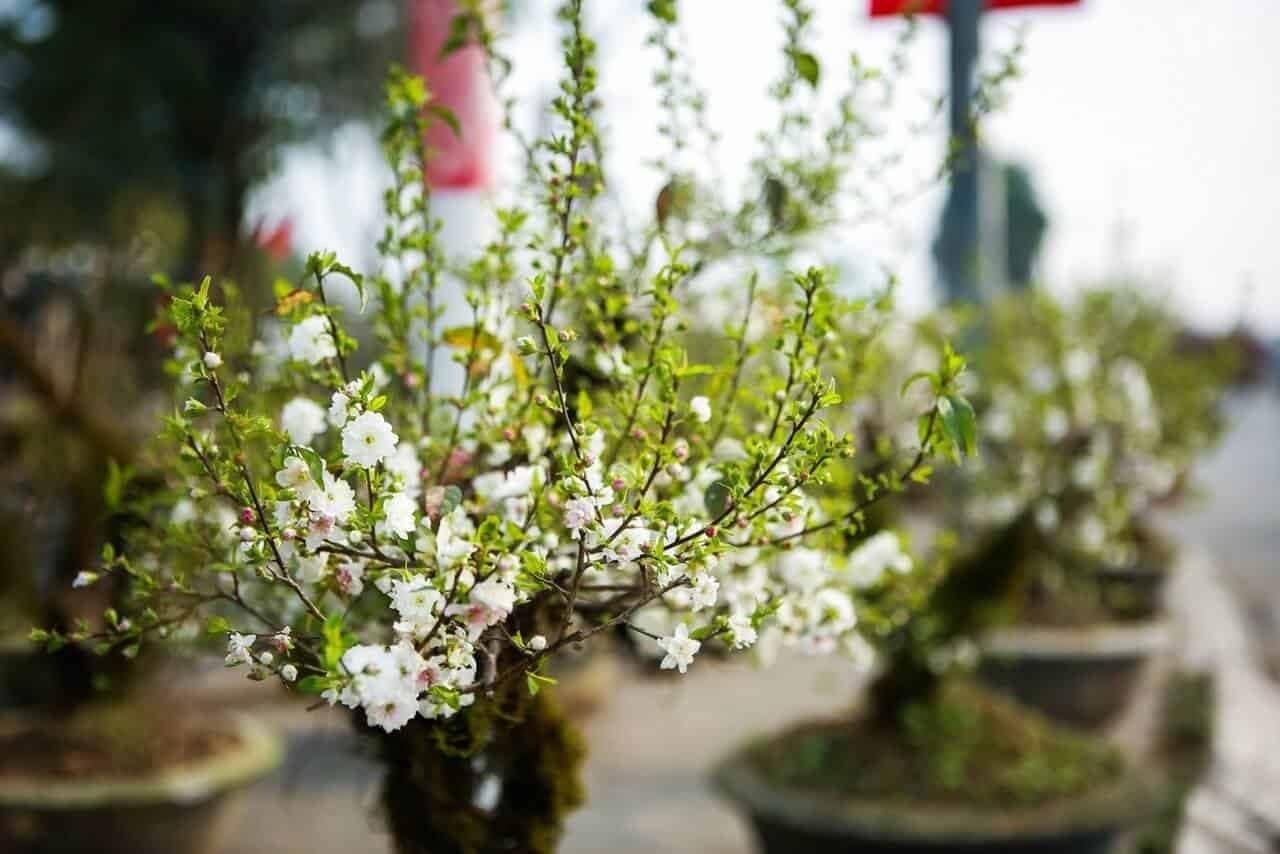 (Tổng hợp) Cách trồng lại và chăm sóc cây nhất chi mai sau Tết 2