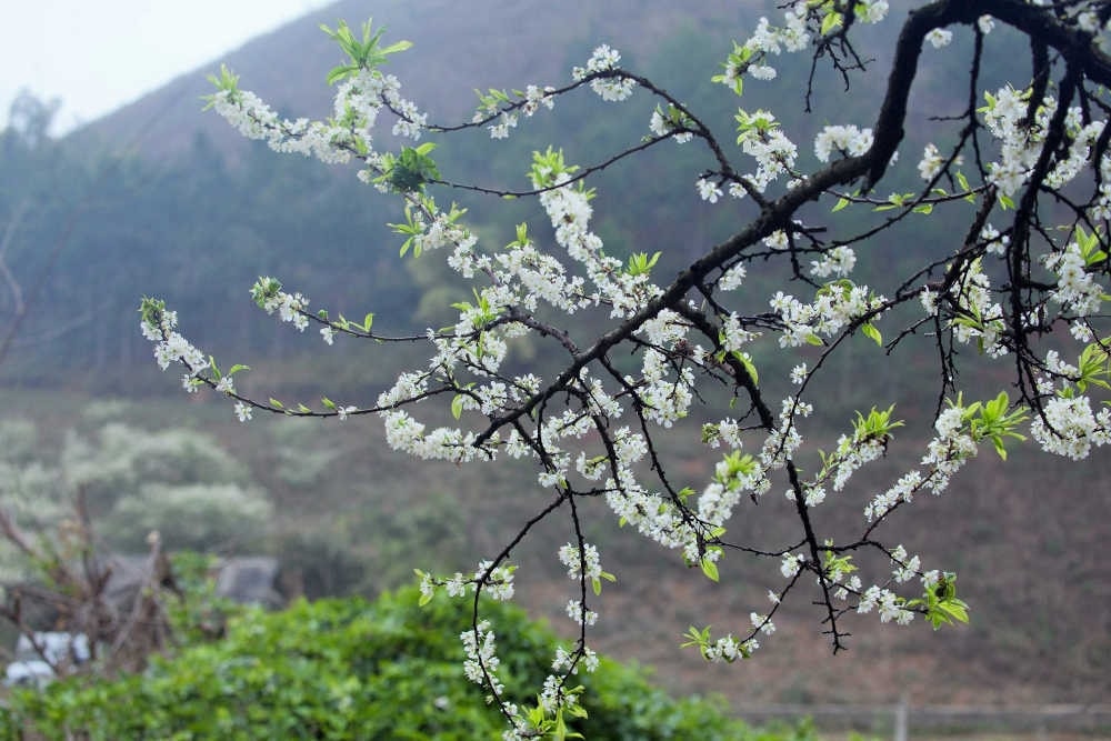 (Bài số Xuân chưa đưa vào báo in): Sắc Mận trắng gọi xuân về 3