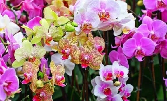 (Tổng hợp) Hướng dẫn cách trồng và chăm sóc hoa lan hồ điệp sau tết 5