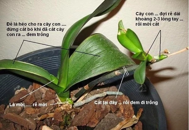 (Tổng hợp) Hướng dẫn cách trồng và chăm sóc hoa lan hồ điệp sau tết 3