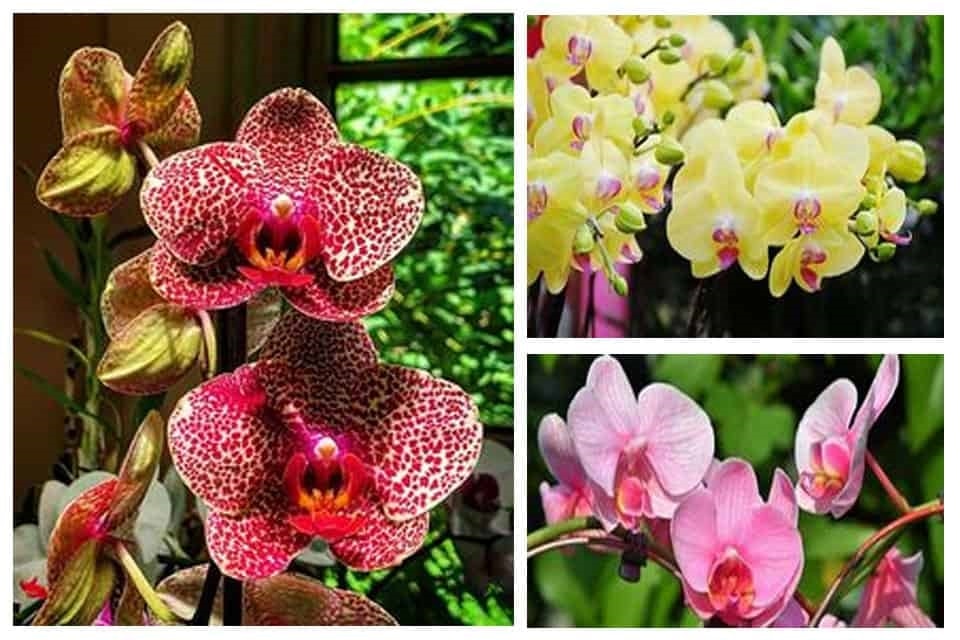(Tổng hợp) Hướng dẫn cách trồng và chăm sóc hoa lan hồ điệp sau tết 1