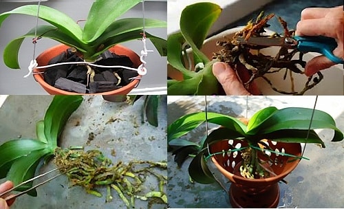 (Tổng hợp) Hướng dẫn cách trồng và chăm sóc hoa lan hồ điệp sau tết 2