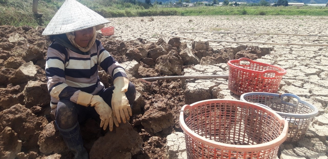 Bà Ma Thao cho biết, thu hoạch củ năng dưới chân ruộng nứt nẻ  rất vất vả nhưng vụ năng năm nay cho nhiều củ nên gia đình bà có thu nhập cao hơn trồng lúa.
