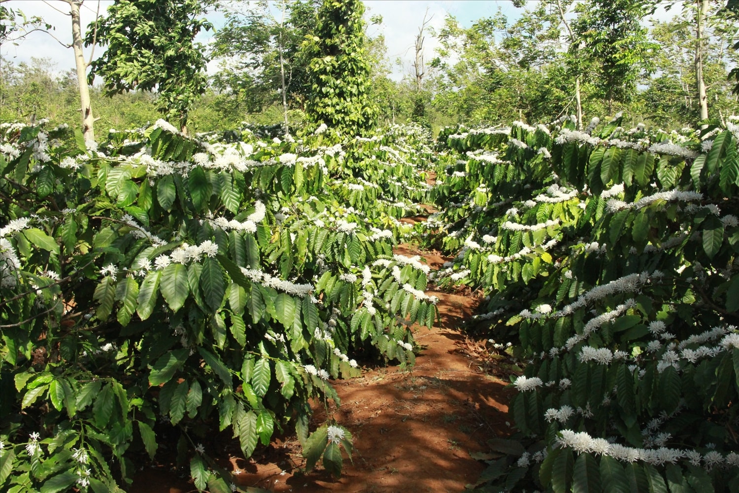 Sau Tết Nguyên đán hoa cà phê nở trắng vườn rẫy ở Tây Nguyên