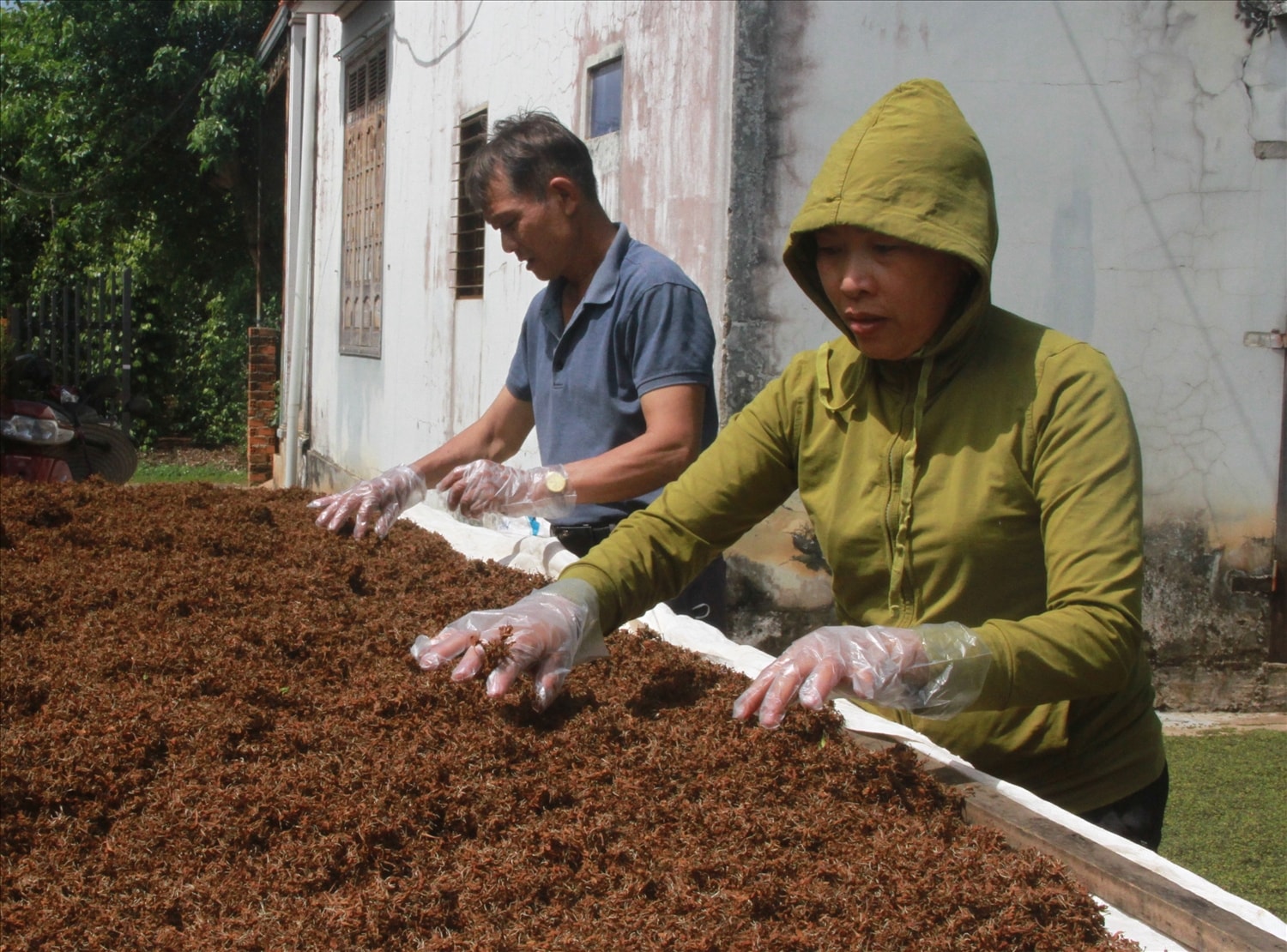 Phơi hoa cà phê trên giàn lưới đảm bảo vệ sinh