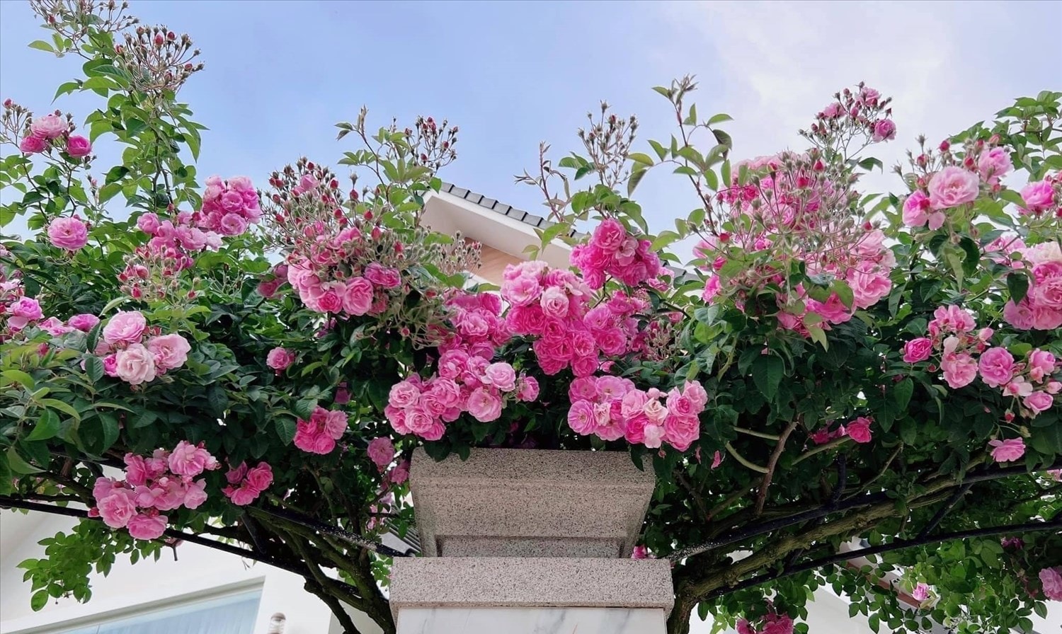 (Tổng hợp) Bài thuốc từ cây hoa tầm xuân 3