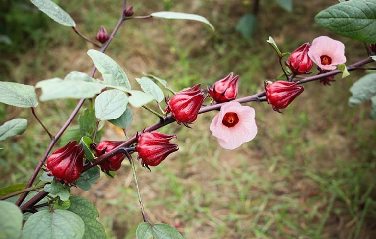 (Tổng hợp) Kỹ thuật trồng và chăm sóc cây hoa Atiso đỏ 3