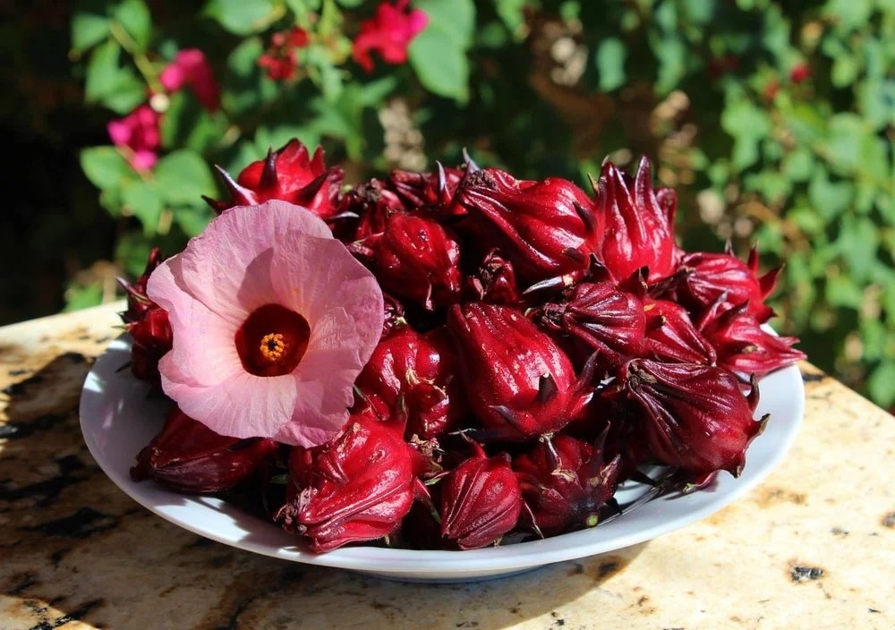 (Tổng hợp) Kỹ thuật trồng và chăm sóc cây hoa Atiso đỏ 1