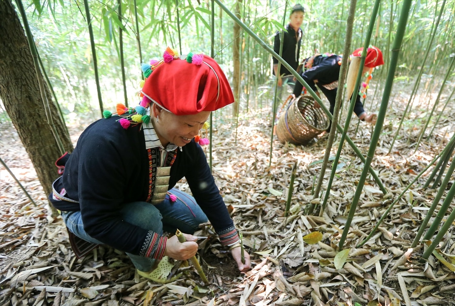 Bàn giải pháp phát triển bền vững ngành Lâm nghiệp 1