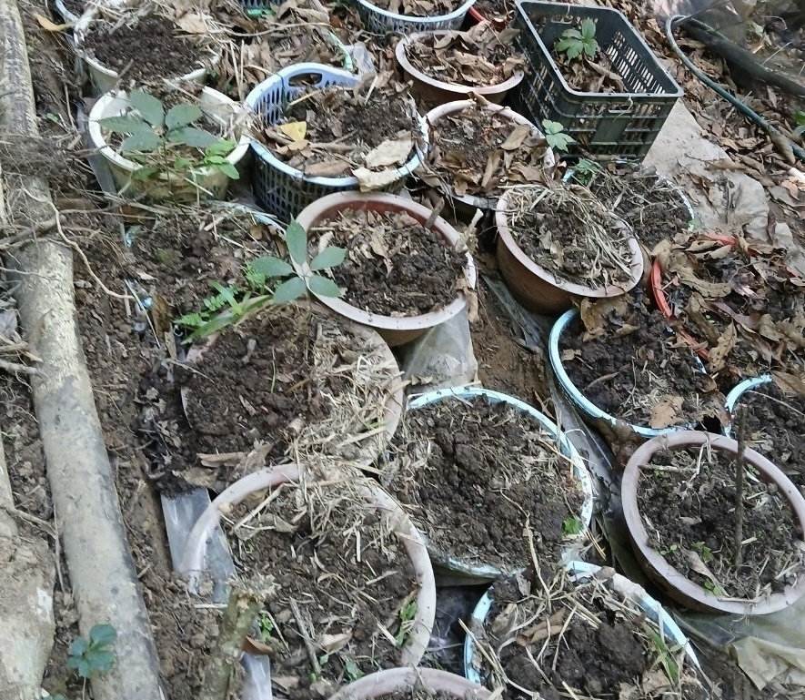 Lợi dụng dịp Tết Nguyên đán kẻ gian đột nhập và trộm hàng trăm cây sâm Ngọc Linh của người dân huyện Tu Mơ Rông