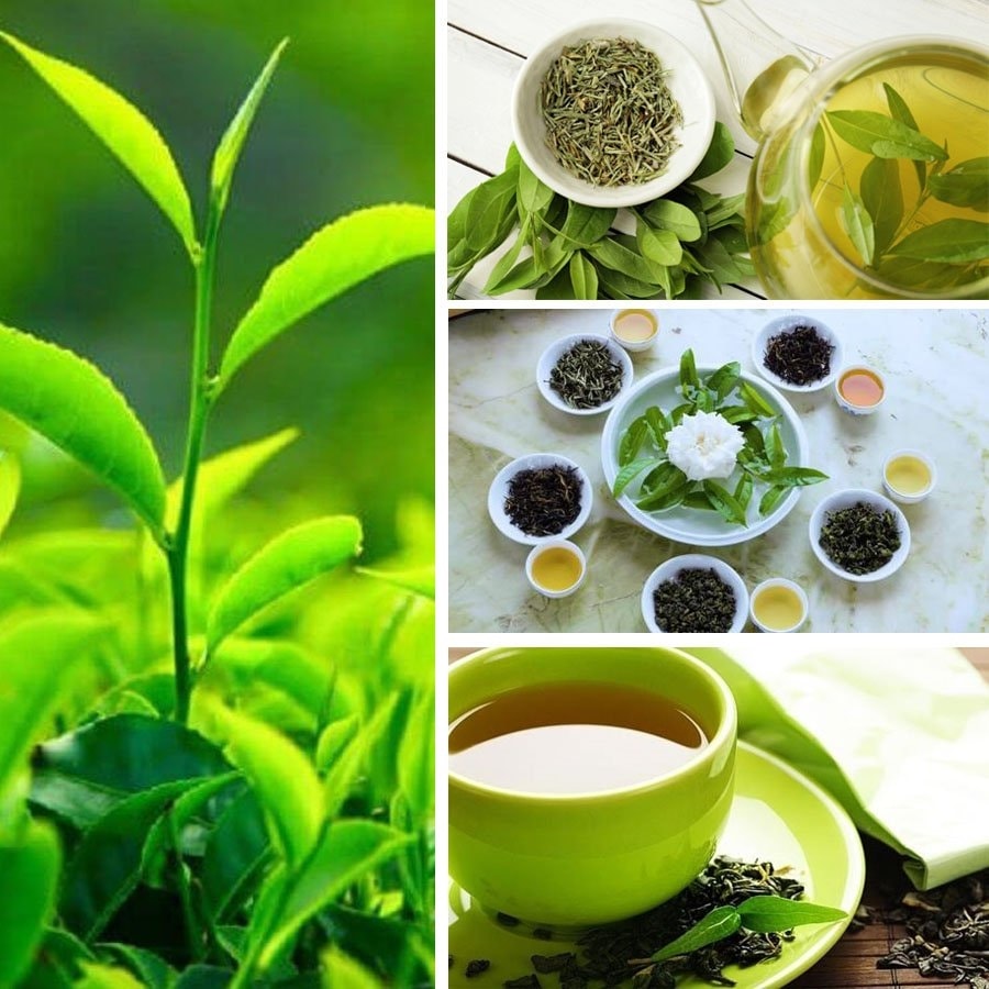 (Tổng hợp) Giảm cân an toàn, hiệu quả từ thảo dược