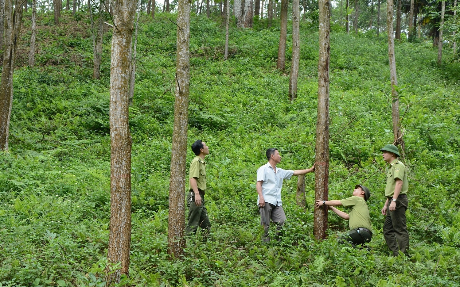 Trồng rừng gỗ lớn cho giá trị thu nhập cao